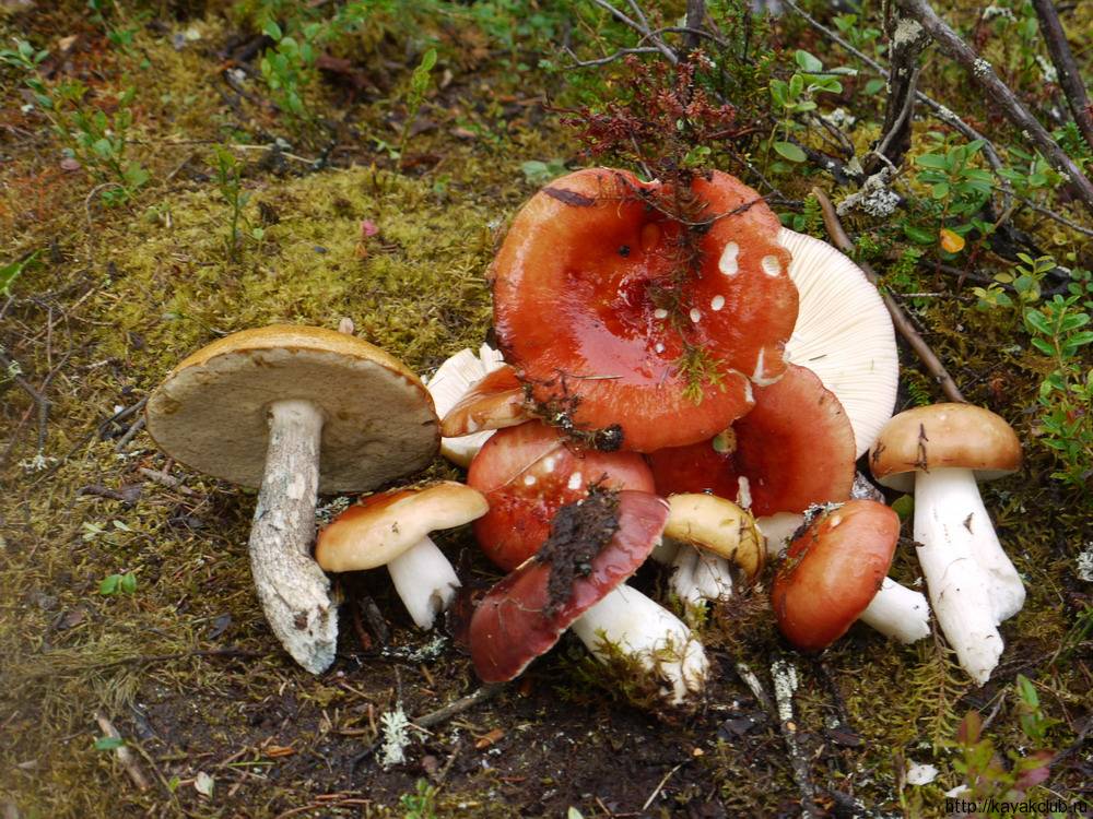 ���������� �� ������� - Nissan Note ���� ������� ���� ���������� ...