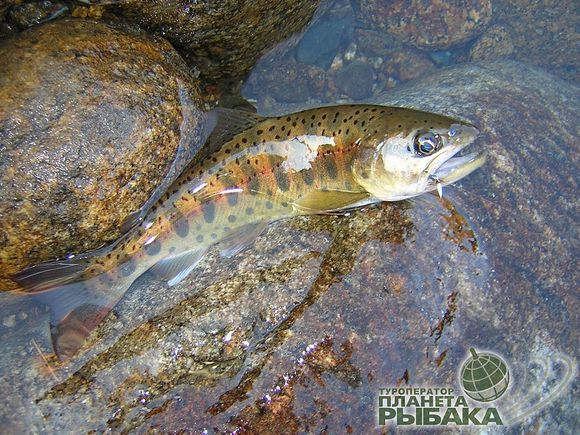 ������� ������������� ������� ����� ��������� � ������ ...