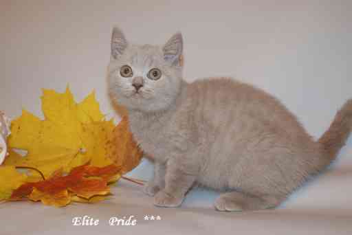 ������� ������� �������, ������ �������, ������ ������� ...