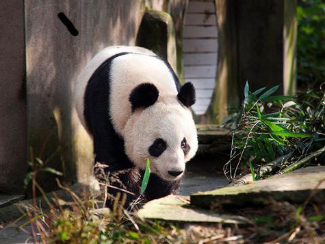 ����������� "��-��", �������, ������